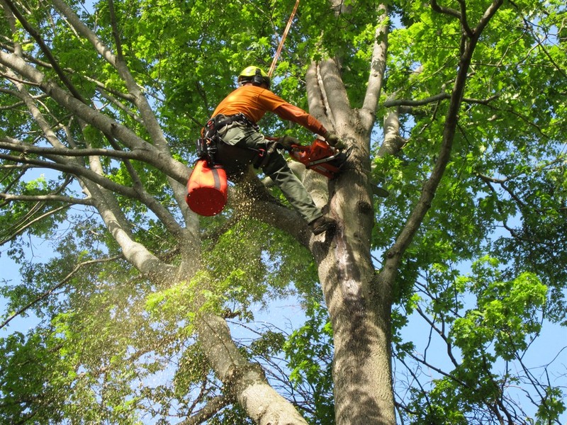 Comprehensive Tree Service for Residential and Commercial Needs