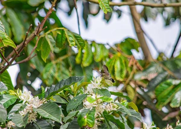 How to Promote Your Live Kolibri Online Effectively