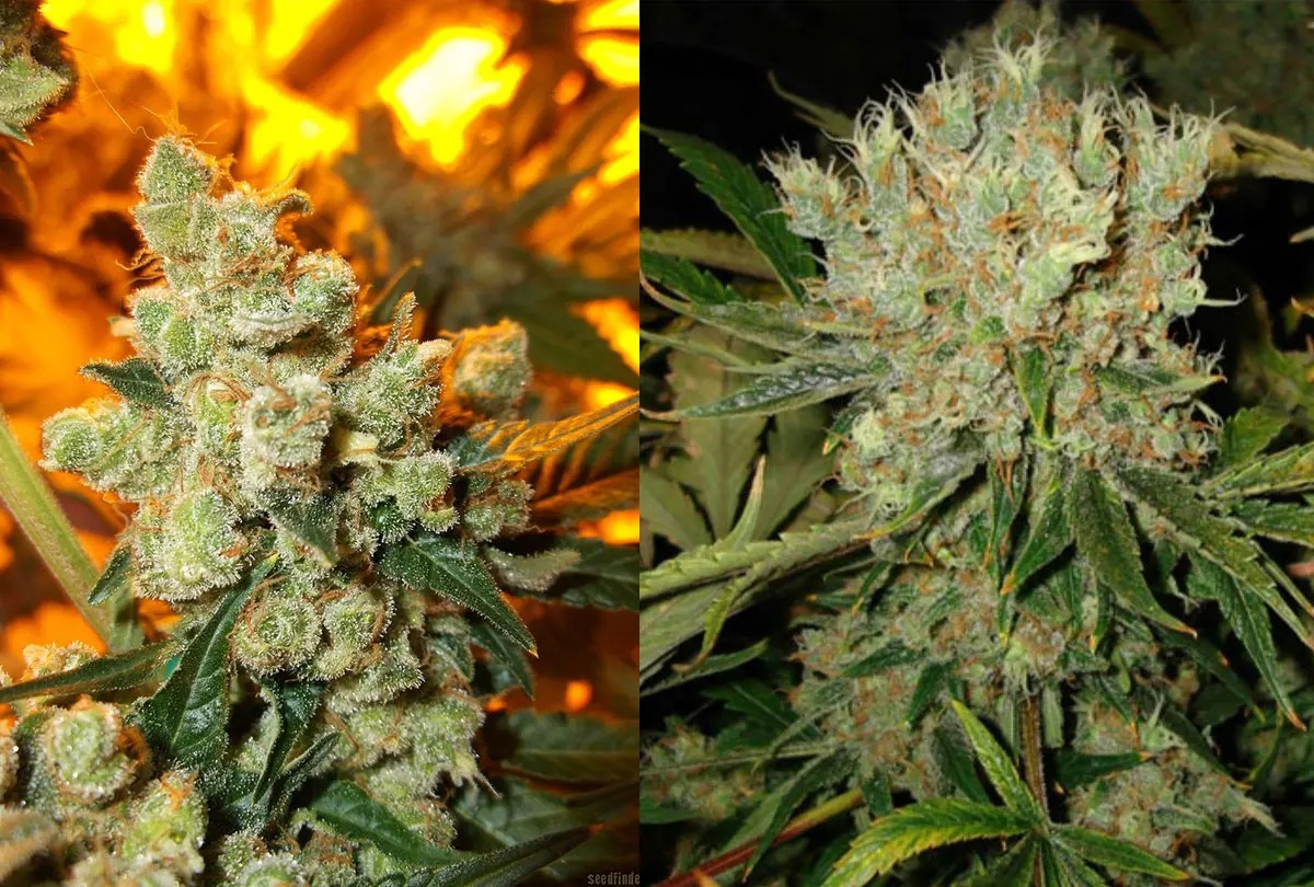 Compare Premium Cannabis Choices Using Wiet Online Kopen Before You Buy