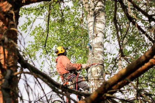 How to Choose the Right Tree Service Company Near You