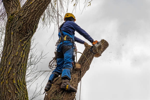 Discover Quality Tree Service Mobile for Professional Landscape Maintenance